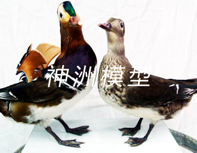 動物模型